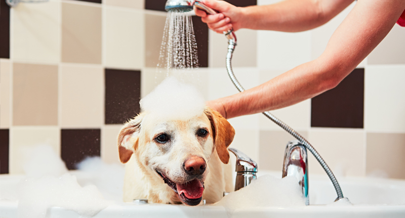 Image of dog and pet sitter in home together